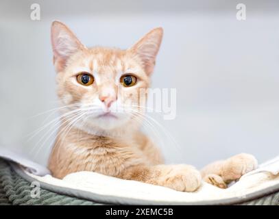 A buff tabby shorthair cat relaxing in a pet bed Stock Photo