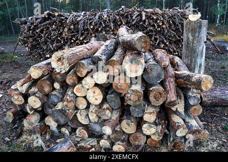 piles of wood, boughs and branches in deciduous forest in summer, Poland Stock Photo