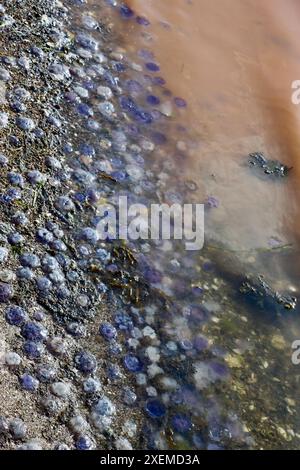 Yellow plankton / algae / algal  "bloom" and small blue jellyfish in Fjällbacka archipelago on the western coastline of Sweden, Kattegat, June 2024 Stock Photo