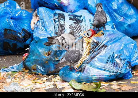 Pigeons eating commercial food waste from holes they have pecked in General Waste bags left in St Mary's Lane, Glasgow, Scotland, UK Stock Photo