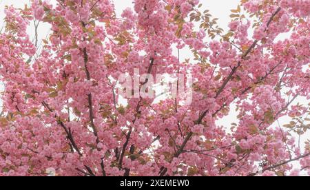 A mesmerisingly beautiful ornamental cherry tree with delicate pink flowers in a city park. Stock Photo
