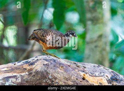 A Sabah Partridge (Tropicoperdix graydoni) foraging in forest. Sabah, Borneo, Malaysia. Stock Photo