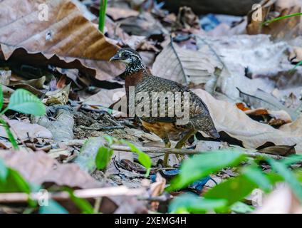 A Sabah Partridge (Tropicoperdix graydoni) foraging in forest. Sabah, Borneo, Malaysia. Stock Photo