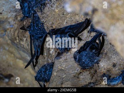 Black-nest Swiftlets (Aerodramus maximus) build their nests on the ...