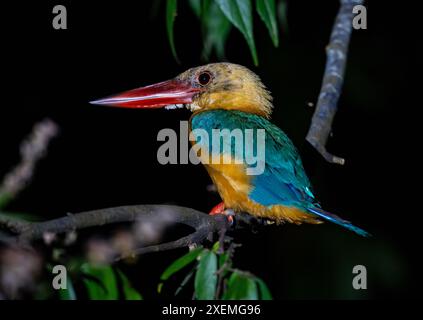 A Stork-billed Kingfisher (Pelargopsis capensis) perched on a branch. Sabah, Borneo, Malaysia. Stock Photo