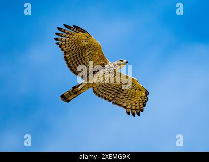 A Changeable Hawk-Eagle (Nisaetus cirrhatus) flying in blue sky. Sabah, Borneo, Malaysia. Stock Photo