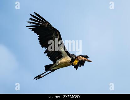 A Lesser Adjutant Stork (Leptoptilos javanicus) flying in sky. Sabah, Borneo, Malaysia. Stock Photo