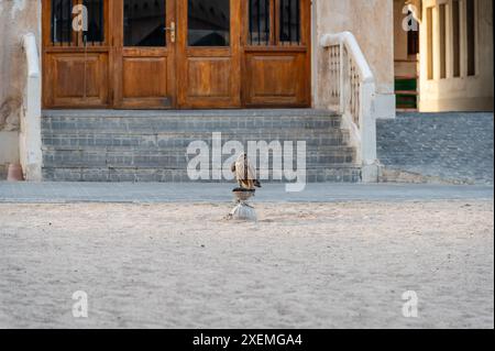 A falcon on its perch in Souq Waqif, Doha, Qatar Stock Photo