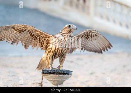 A falcon on its perch in Souq Waqif, Doha, Qatar Stock Photo