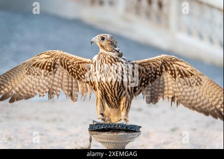 A falcon on its perch in Souq Waqif, Doha, Qatar Stock Photo