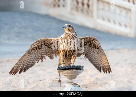 A falcon on its perch in Souq Waqif, Doha, Qatar Stock Photo