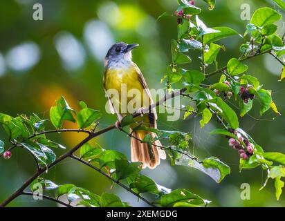 A Yellow-bellied Bulbul (Alophoixus phaeocephalus) perched on a branch. Sabah, Borneo, Malaysia. Stock Photo