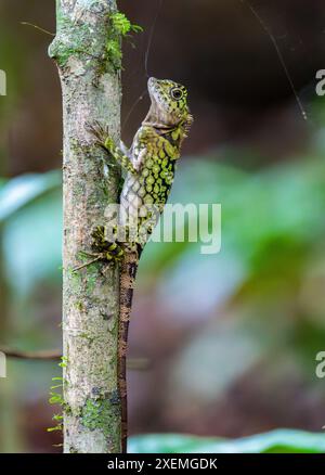 A Borneo Forest Dragon (Gonocephalus borneensis) on a tree. Sabah, Borneo, Malaysia. Stock Photo
