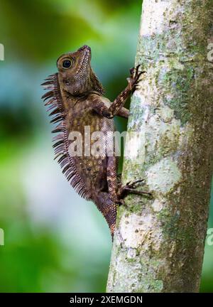 A Borneo Forest Dragon (Gonocephalus borneensis) on a tree. Sabah, Borneo, Malaysia. Stock Photo