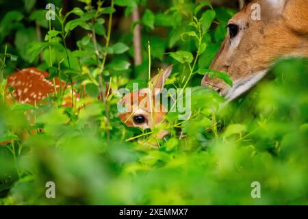 A white tailed deer fawn hanging close to his mother. Stock Photo