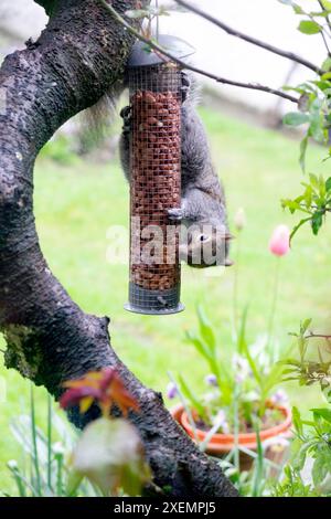 Squirrel hanging upside down eating food peanuts in bird feeder hanging on tree in garden Carmarthenshire Wales UK   KATHY DEWITT Stock Photo