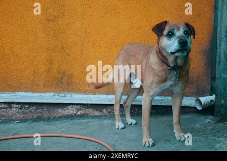 Adorable welsh springer spaniel dog breed in evening. Stock Photo