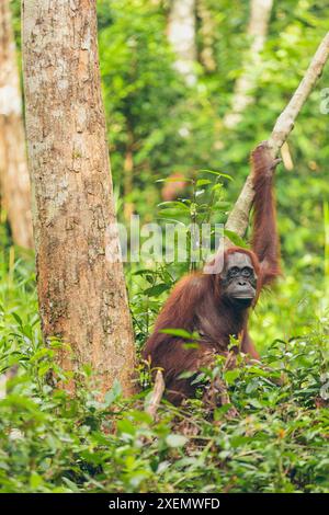 Ape in a forest in Mount Halimun Salak National Park in Indonesia; West Java, Indonesia Stock Photo