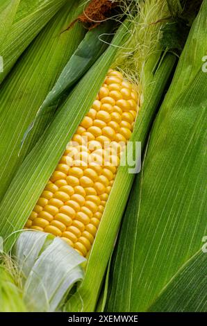 Close up of corn cobs with an open ear showing golden yellow kernels; Calgary, Alberta, Canada Stock Photo