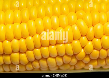 Extreme close up of a corn cob showing golden yellow kernels; Calgary, Alberta, Canada Stock Photo