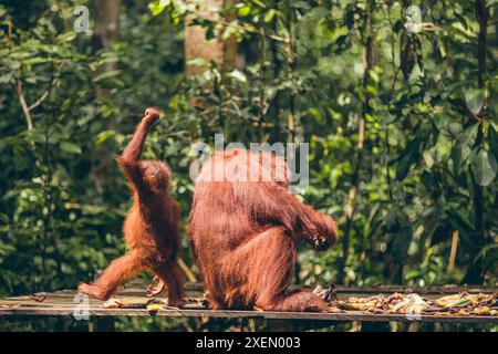 Orangutan (Pongo species) mother and baby together on a platform in Tanjung Puting National Park Stock Photo