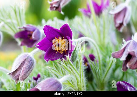 A close-up photograph showcasing vibrant purple Pasque flowers blooming in a lush garden setting. Stock Photo