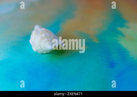 Shell on background stained with watercolor Stock Photo