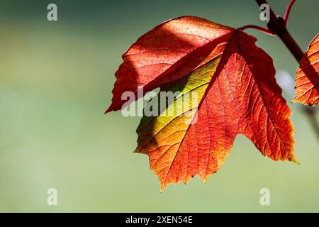 Close up of a colourful single maple leaf in the fall; Calgary, Alberta, Canada Stock Photo