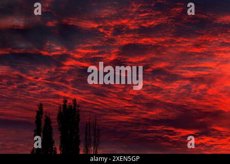 Dramatic fiery red clouds in the sky at sunset with a row of silhouetted  trees in the foreground; Calgary, Alberta, Canada Stock Photo