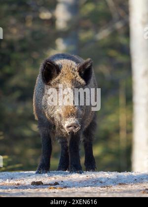 Wild boar in forest during winter. National Park Bavarian Forest (Bayerischer Wald), Germany, Bavaria. Stock Photo