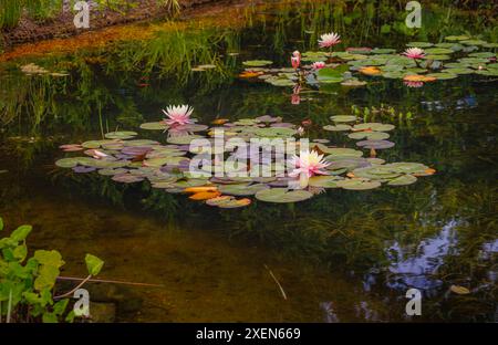 Pink and yellow aquatic waterlily Nymphaea 'Barbara Dobbins' flowering in a pond in RHS Garden Wisley, Surrey, south-east England in summer Stock Photo