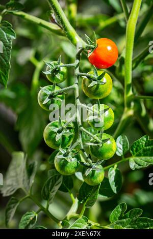 Close up of a cluster of cherry tomatoes on the vine with only one red ripe tomato and the rest green; Calgary, Alberta, Canada Stock Photo