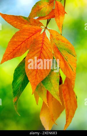Close up of leaves on a branch changing from green to gold in autumn; Calgary, Alberta, Canada Stock Photo