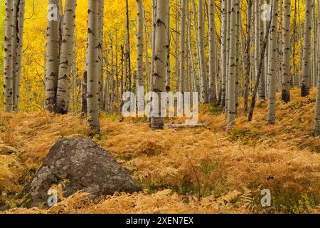 View through forest of golden, aspen trees (Populus tremuloides) in autumn with their white trunks creating an artistic atmosphere during the fall ... Stock Photo