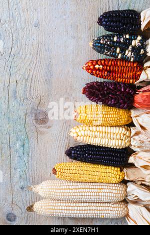 Different type of maize or corn (Zea mays) Stock Photo