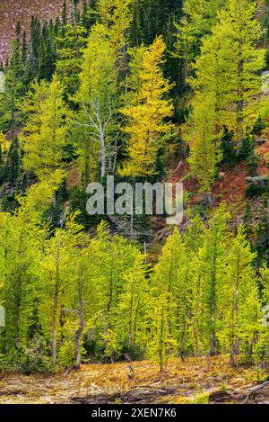 View of a golden larch tree (Larix) on a hillside surrounded by changing larches in the Fall; Waterton, Alberta, Canada Stock Photo