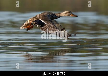 Close-up view of a female mallard duck (Anas platyrhynchos) taking flight over the water; Whitehorse, Yukon, Canada Stock Photo