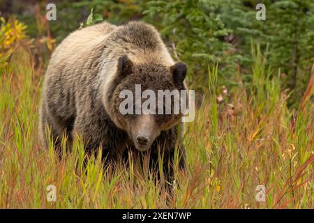 Close-up portrait of a grizzly bear (Ursus arctos horribilis) foraging for roots along a roadside meadow; Whitehorse, Yukon, Canada Stock Photo