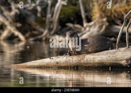 Wet River otter (Lontra candadensis) resting on a log at the water's edge with a fish in it's mouth on Tarfu Lake in the Yukon; Yukon, Canada Stock Photo