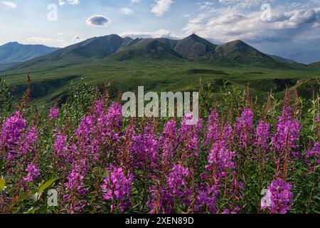 Fireweed (Chamaenerion angustifolium) growing along the Dempster Highway on a beautiful summer day in northern Yukon; Yukon, Canada Stock Photo