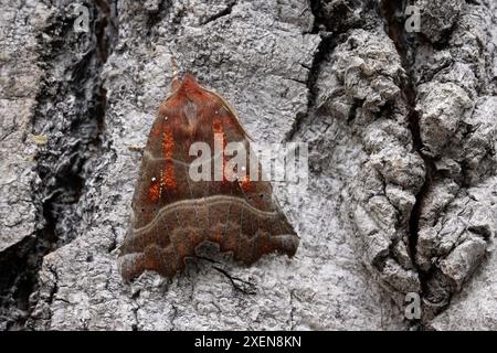 Unique moth spotted on tree bark in Yukon, Canada; Watson Lake, Yukon, Canada Stock Photo