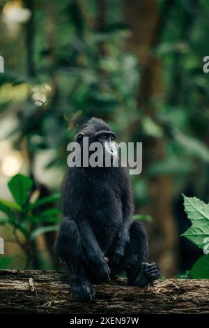 Celebes crested macaque (Macaca nigra) sitting on a log in Tangkoko Batuangus Nature Reserve, Indonesia Stock Photo