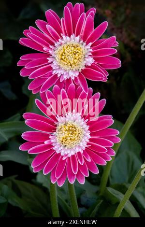 Barberton daisy, pink gerbera daisy Stock Photo