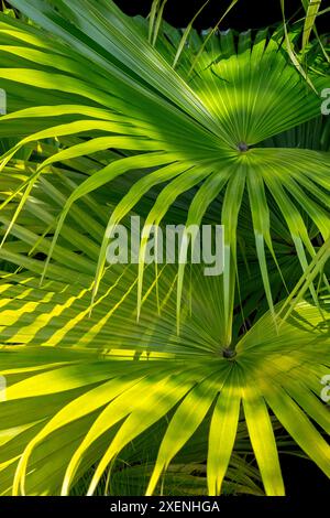 Chinese fan palm Stock Photo