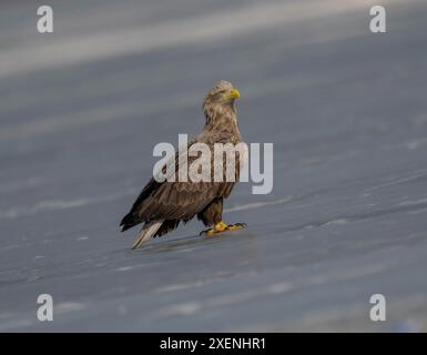 Standing White-tailed Eagle, Tiger among Birds, Hunchun, Jilin，China，Longshan Lake and Yalu River Stock Photo
