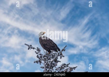 Bald eagle perched on a tree in the Lamar Valley of Yellowstone National Park. Stock Photo