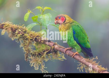 Rose-faced parrot, misty morning in the Choco Forest of Ecuador Stock Photo