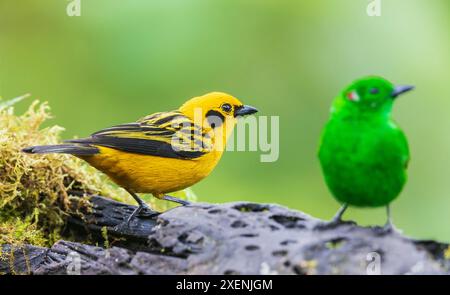 Golden and glistening-green tanagers at home in the threatened Choco Forest of Ecuador Stock Photo