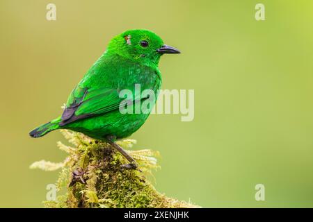 Glistening-green tanager at home in the endangered Choco Forest of Ecuador Stock Photo