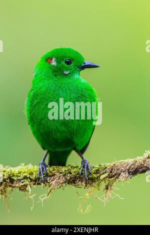 Glistening-green tanager at home in the endangered Choco Forest of Ecuador Stock Photo